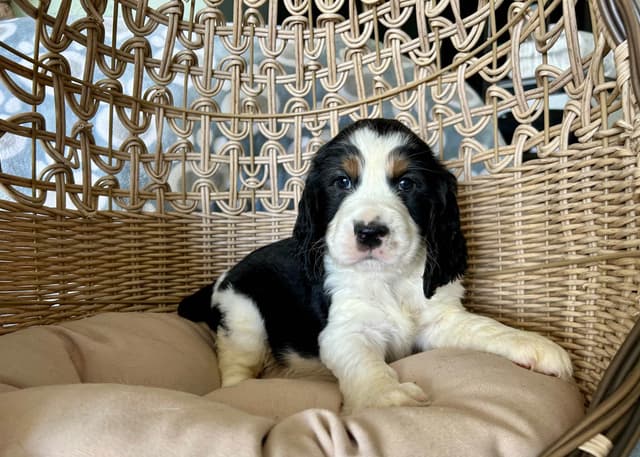 English Springer Spaniel Puppies media 3