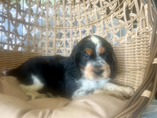 English Springer Spaniel Puppies media 4