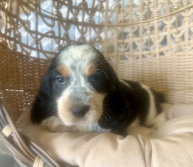 English Springer Spaniel Puppies media 5