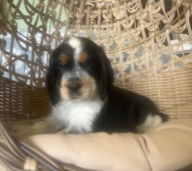 English Springer Spaniel Puppies media 6