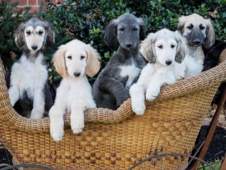 Afghan Hound Puppies breeder image 3