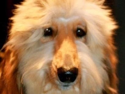 Afghan Hound Puppies breeder image 4