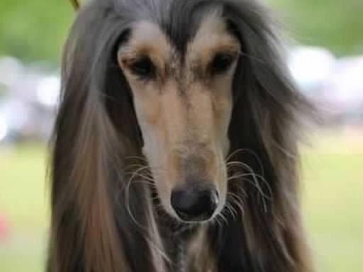 Afghan Hound Puppies breeder image 5