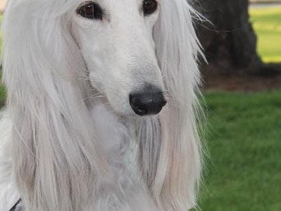 Afghan Hound Puppies breeder image 6