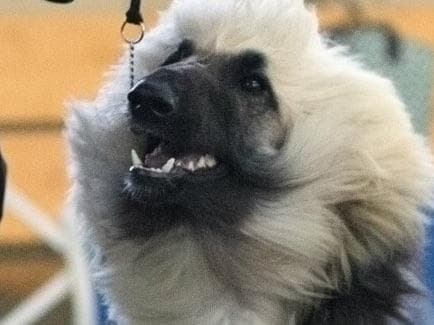 Afghan Hound Puppies breeder image 7