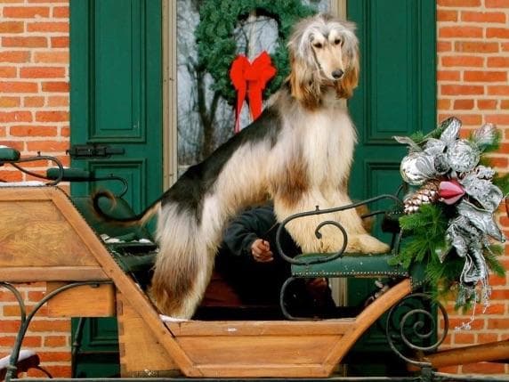 Afghan Hound Puppies breeder image 8