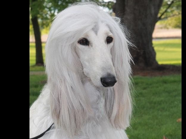 Afghan Hound Puppies breeder image 9