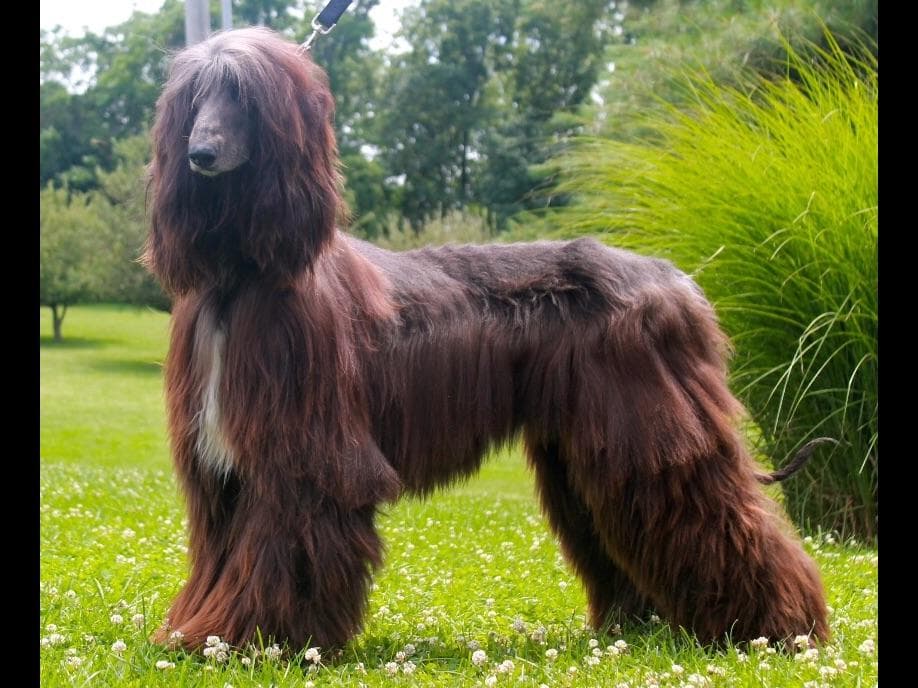 Afghan Hound Puppies breeder image 10