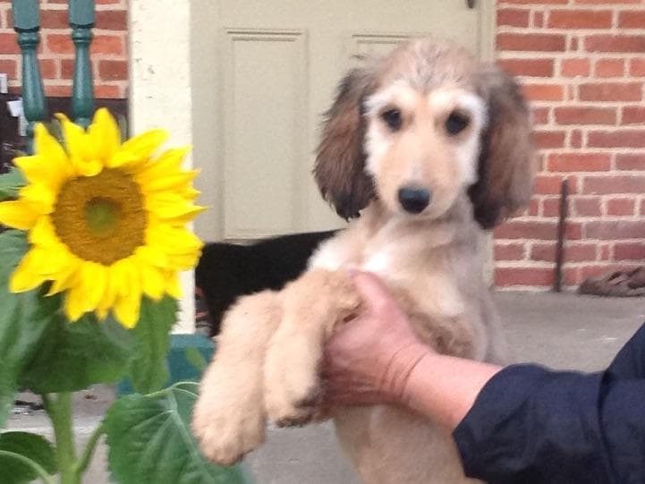 Afghan Hound Puppies breeder image 11