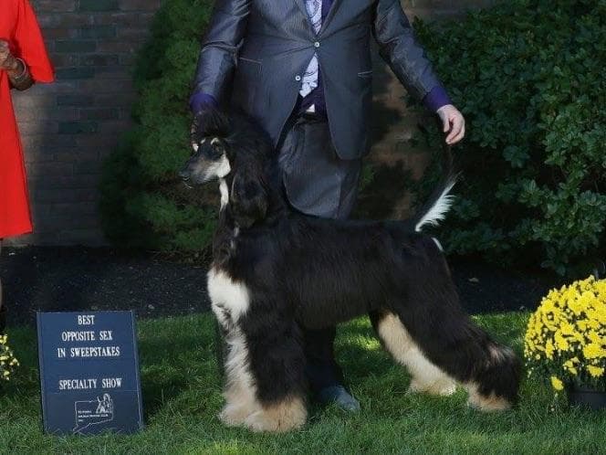 Afghan Hound Puppies breeder image 1
