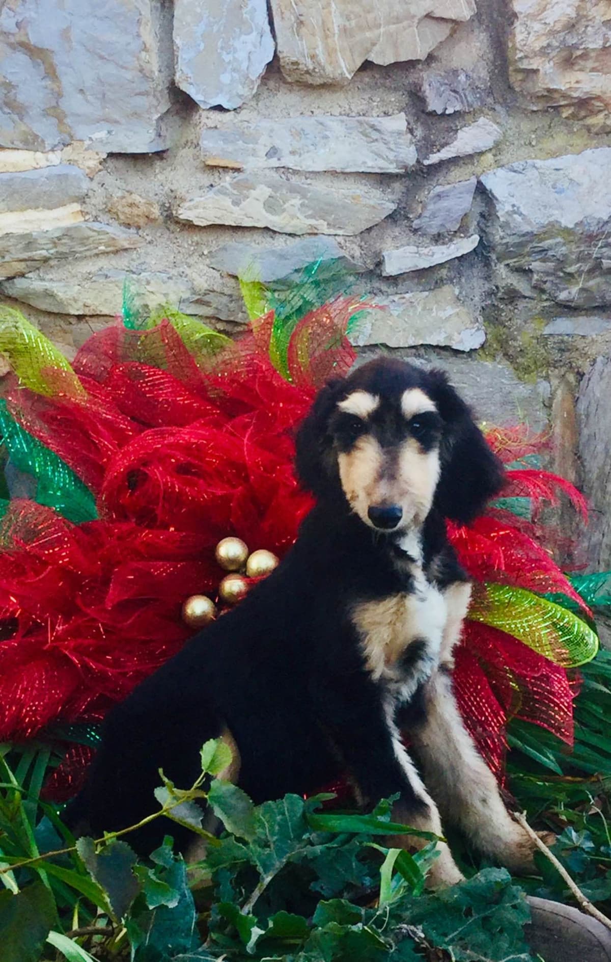 Afghan Hound Puppies breeder image 13