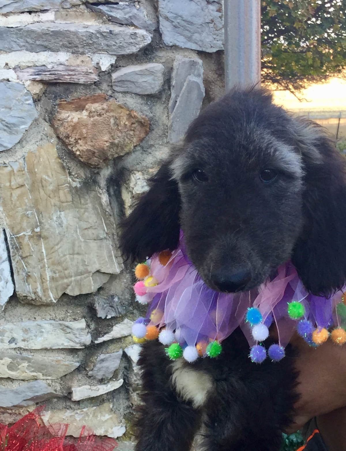 Afghan Hound Puppies breeder image 14