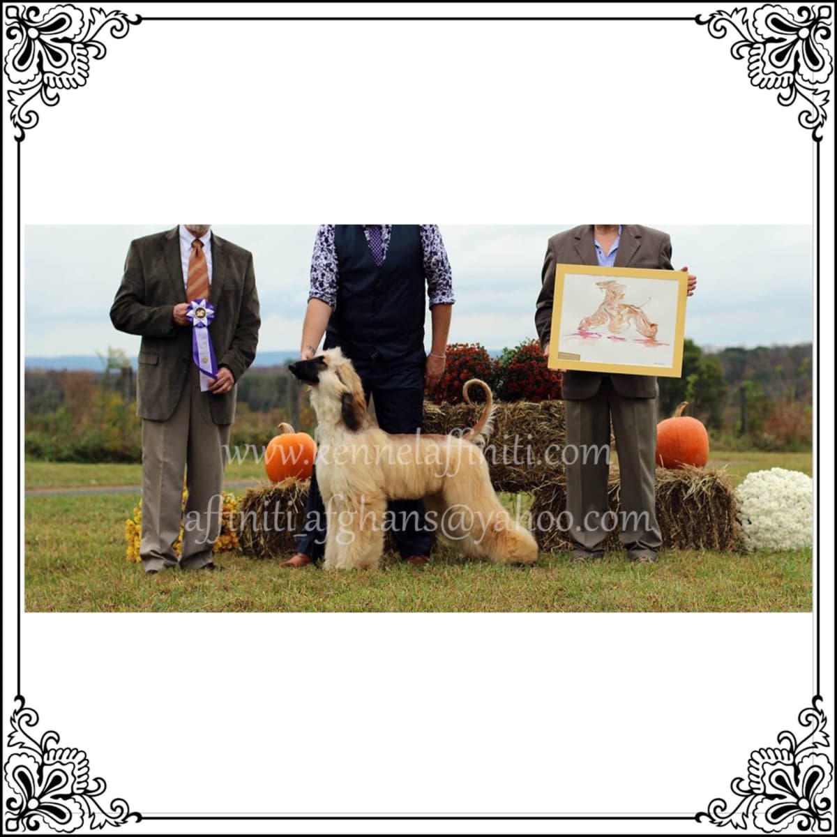 Afghan Hound Puppies breeder image 15