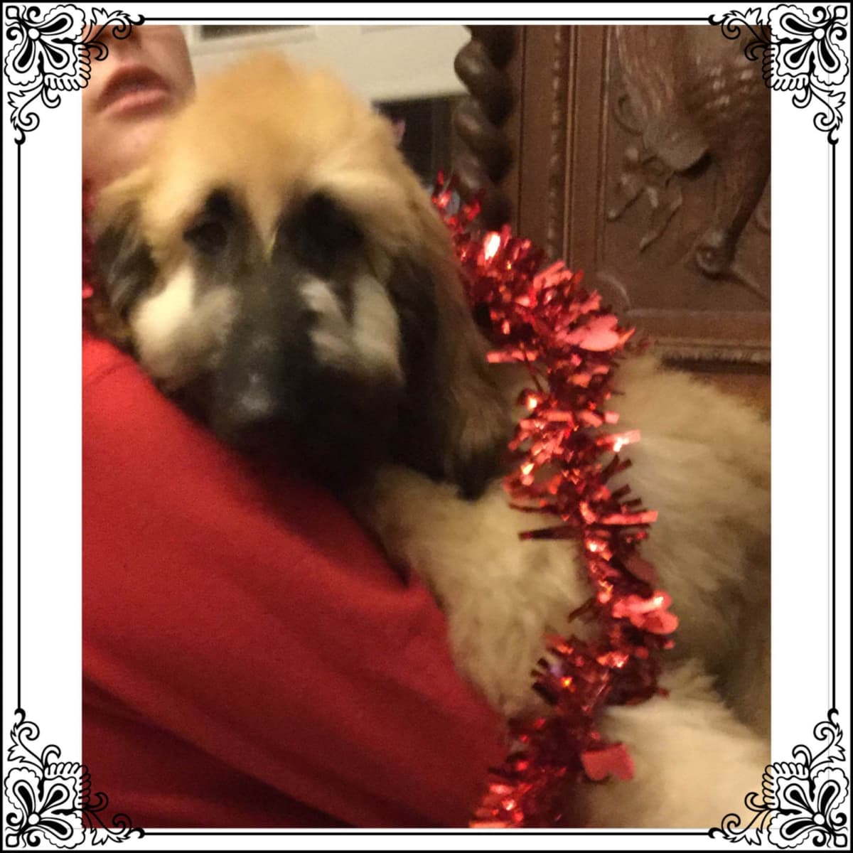 Afghan Hound Puppies breeder image 16