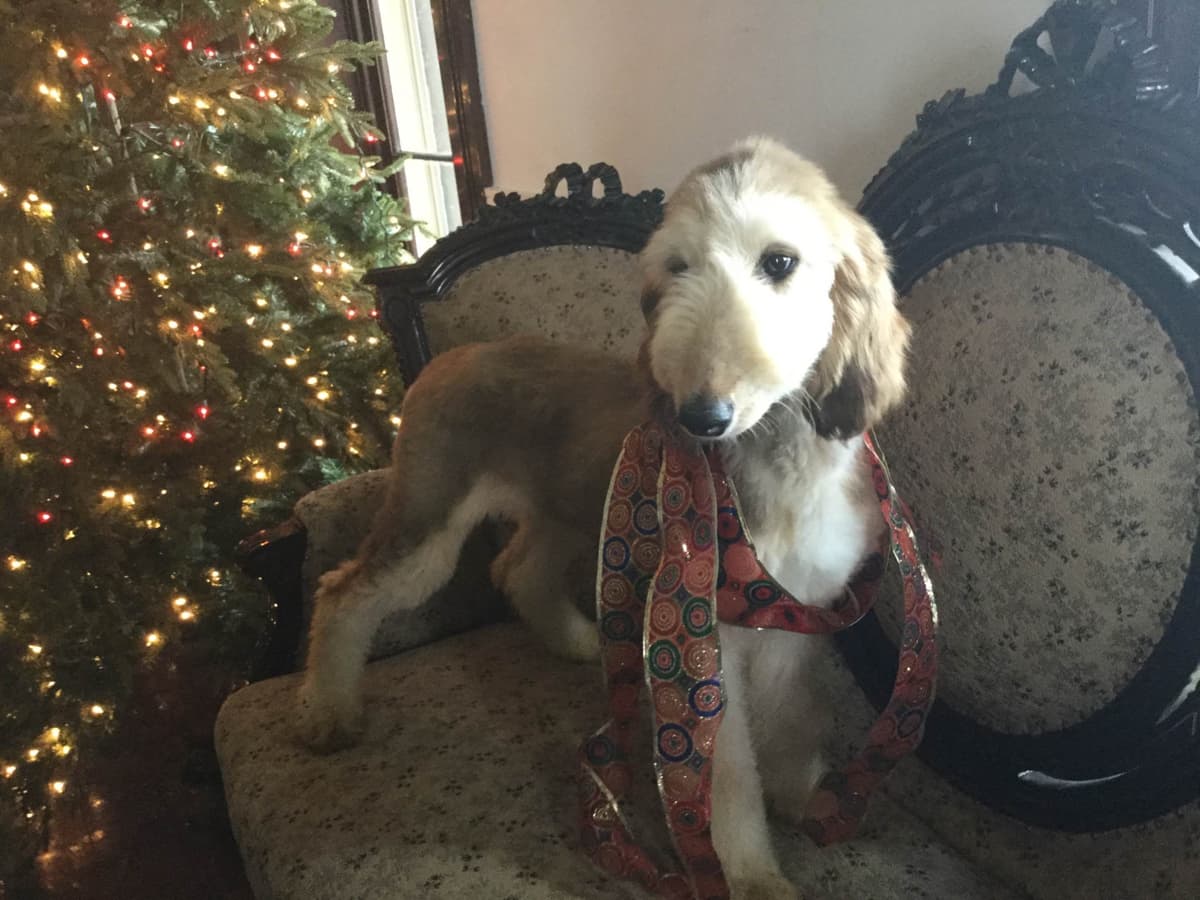 Afghan Hound Puppies breeder image 18