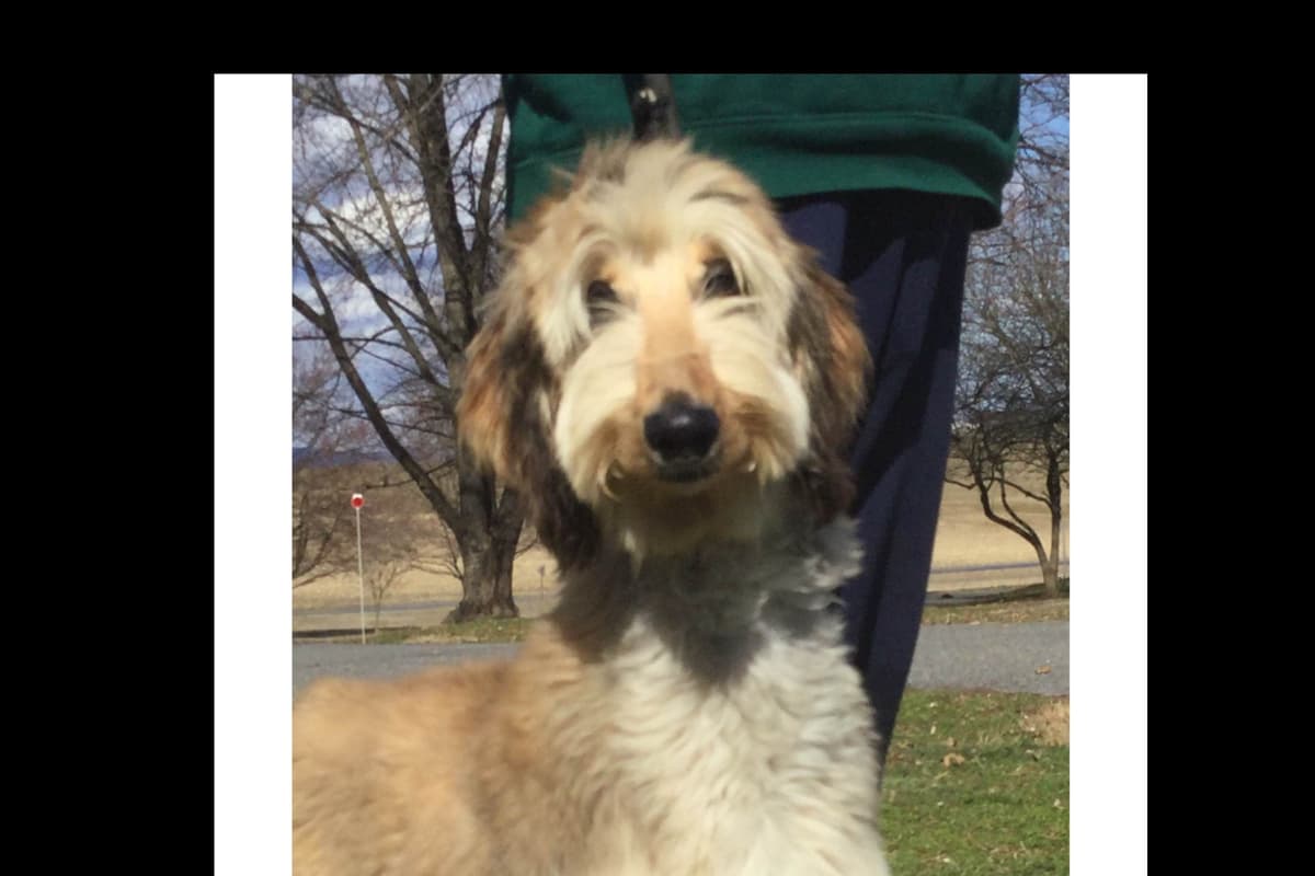 Afghan Hound Puppies breeder image 19
