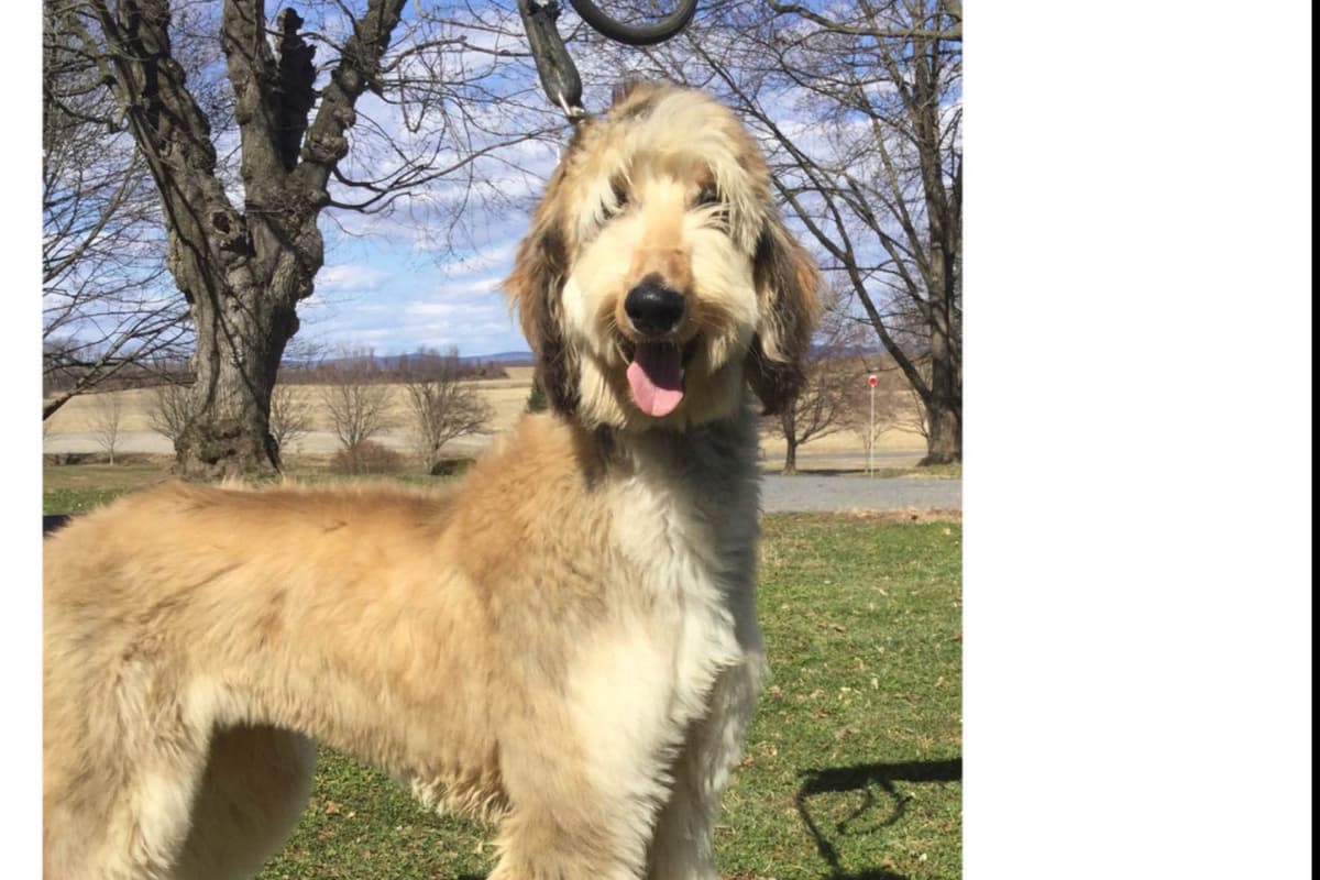 Afghan Hound Puppies breeder image 20