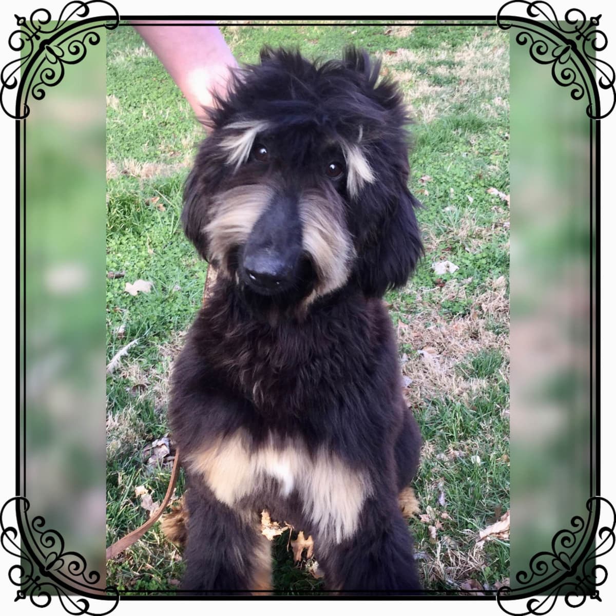 Afghan Hound Puppies breeder image 2