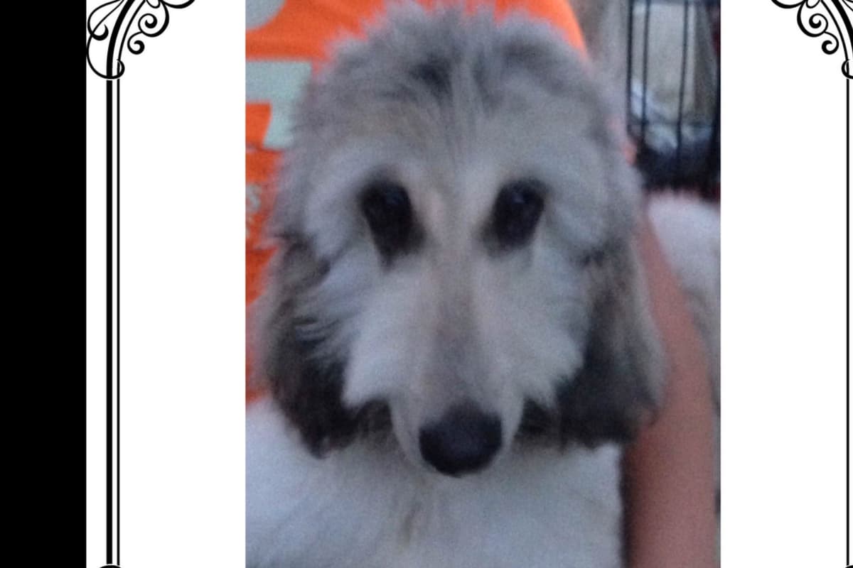 Afghan Hound Puppies breeder image 22