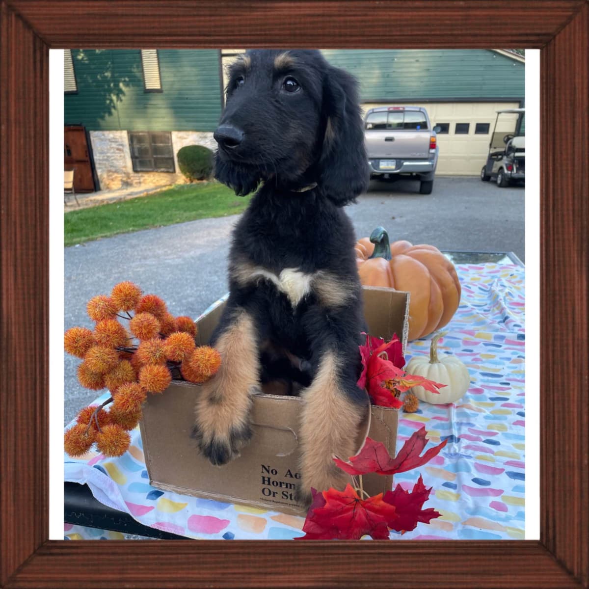 Afghan Hound Puppies breeder image 23