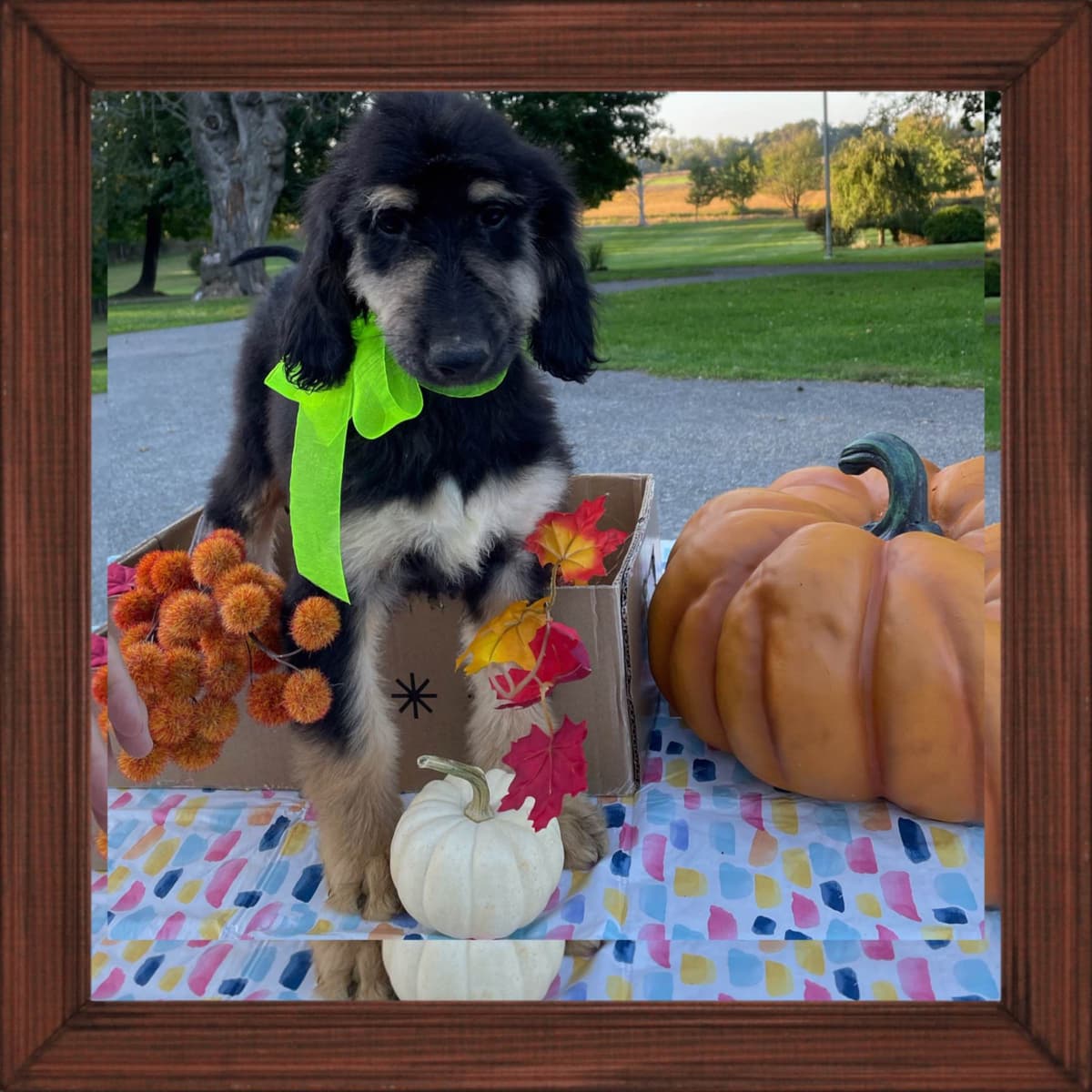 Afghan Hound Puppies breeder image 24