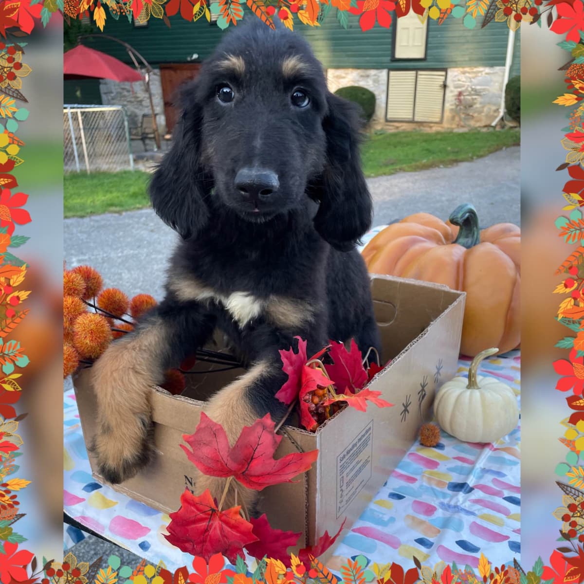 Afghan Hound Puppies breeder image 25
