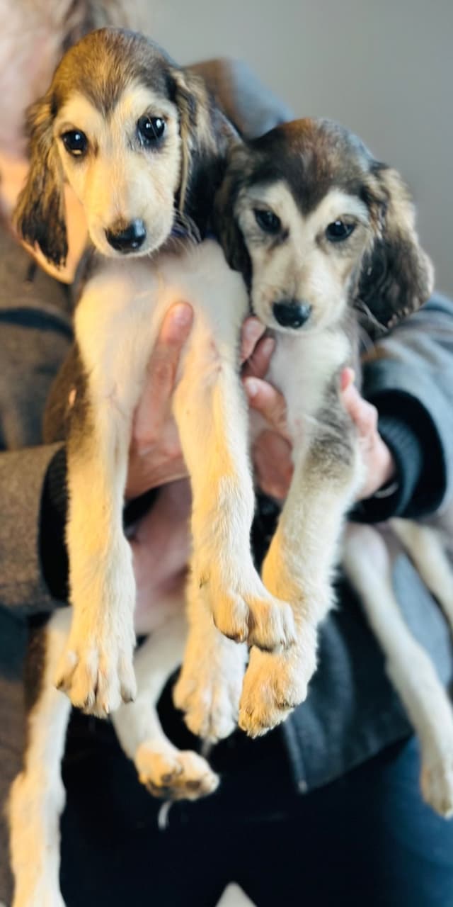 Afghan Hound Puppies media 22