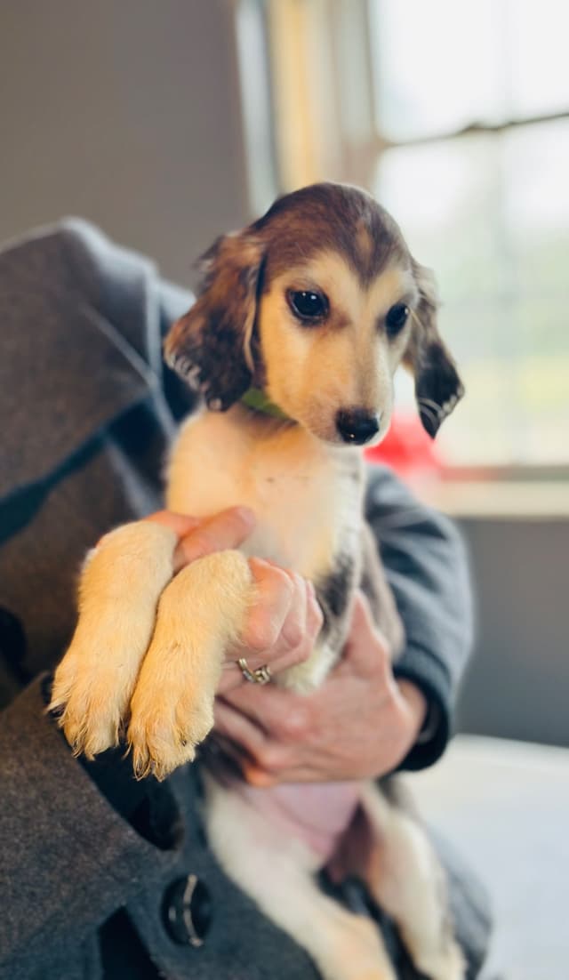 Afghan Hound Puppies media 13