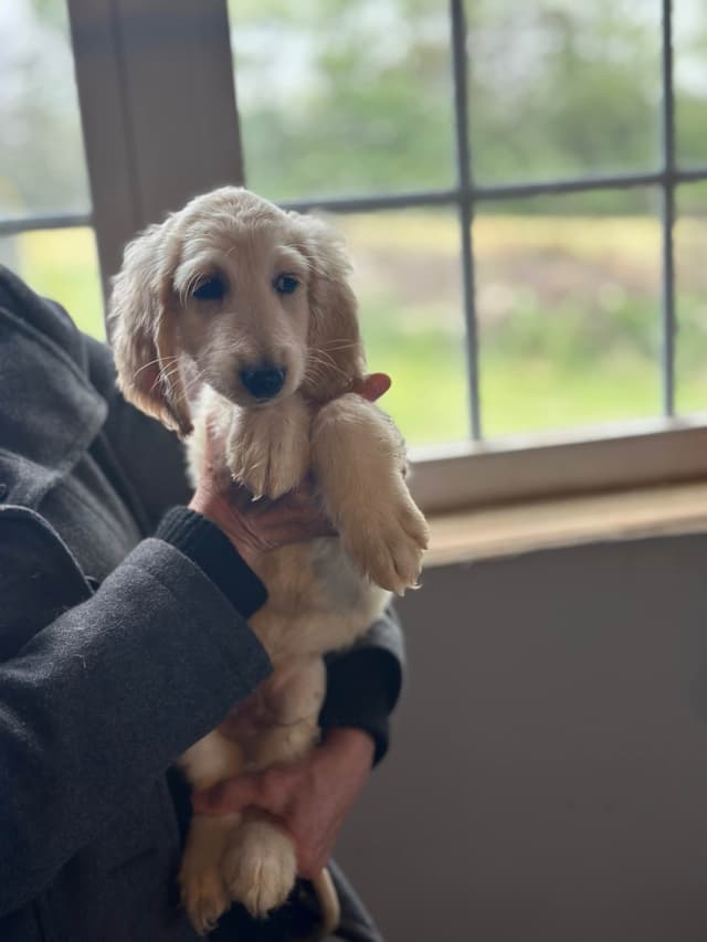 Afghan Hound Puppies media 15