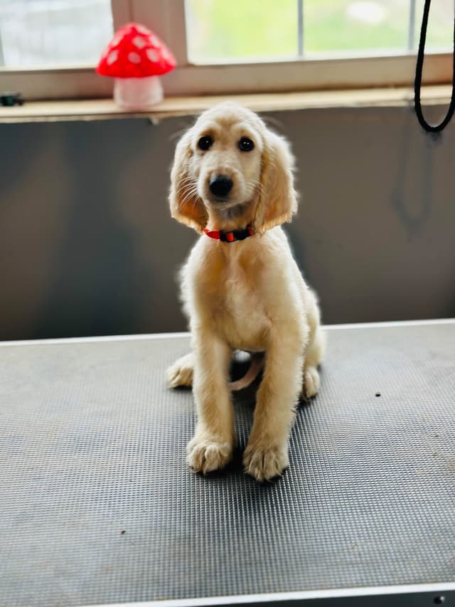 Afghan Hound Puppies media 14