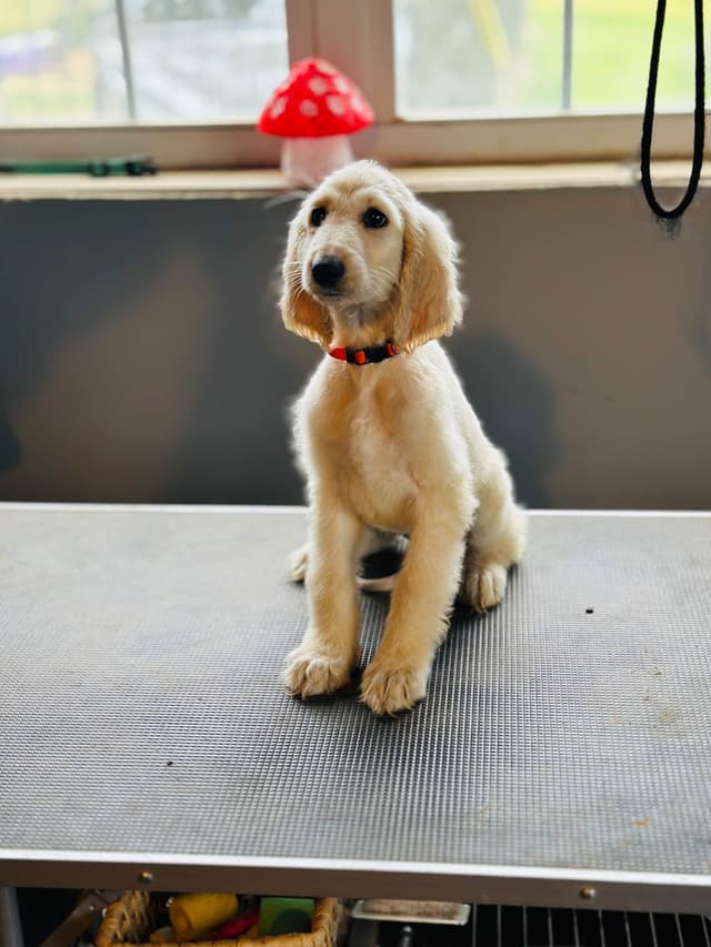 Afghan Hound Puppies media 16