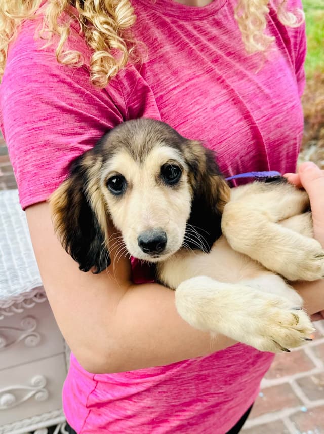 Afghan Hound Puppies media 2