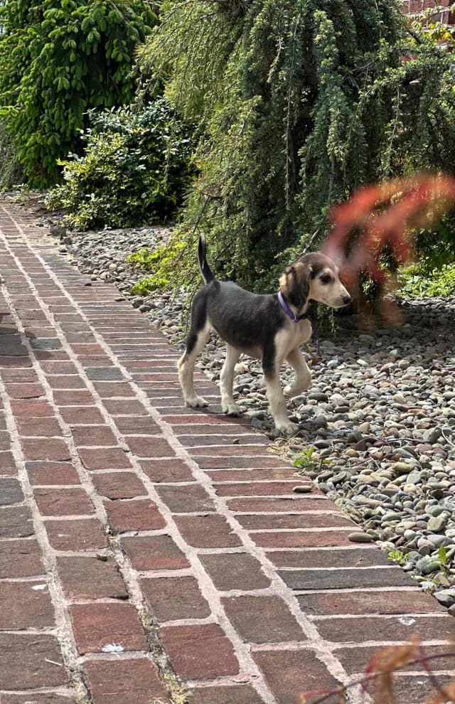 Afghan Hound Puppies media 11