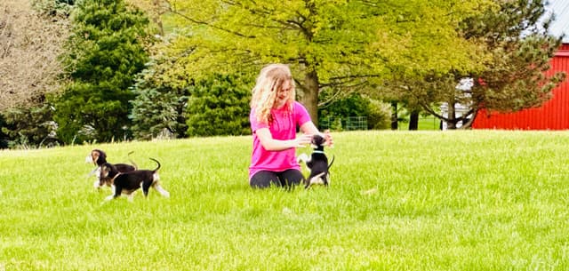 Afghan Hound Puppies media 6