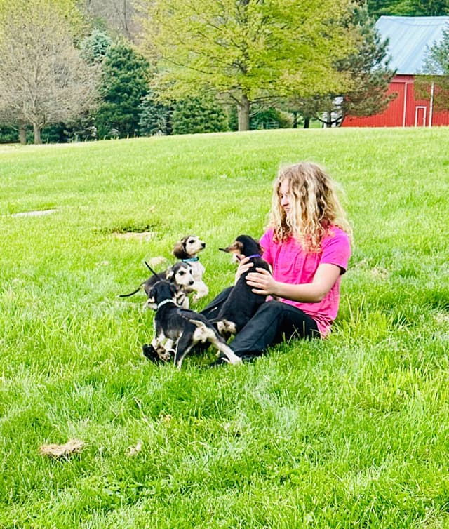 Afghan Hound Puppies media 9
