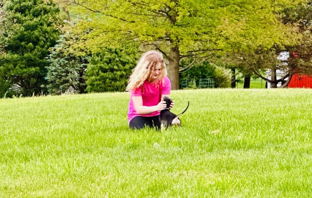 Afghan Hound Puppies media 8
