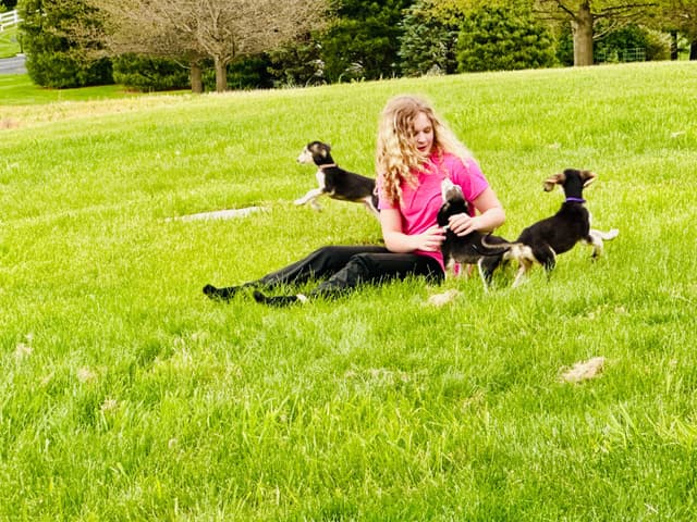 Afghan Hound Puppies media 10