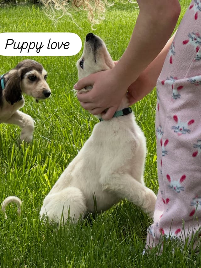 Afghan Hound Puppies media 5