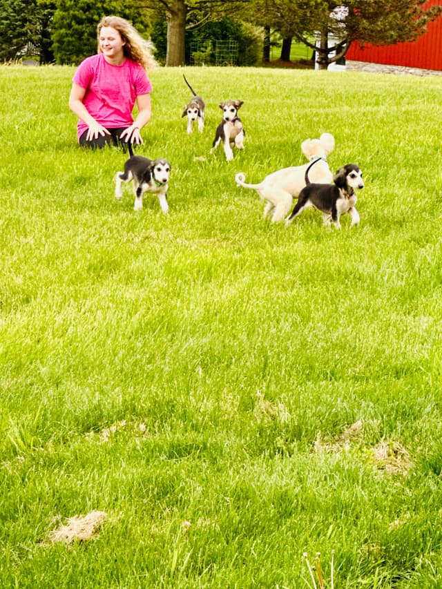 Afghan Hound Puppies media 4
