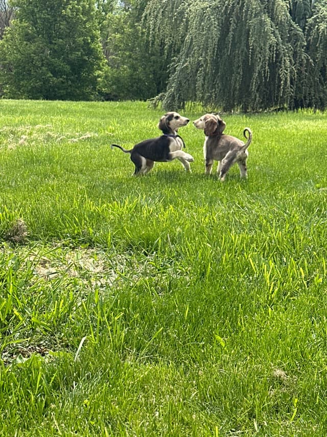 Afghan Hound Puppies media 12