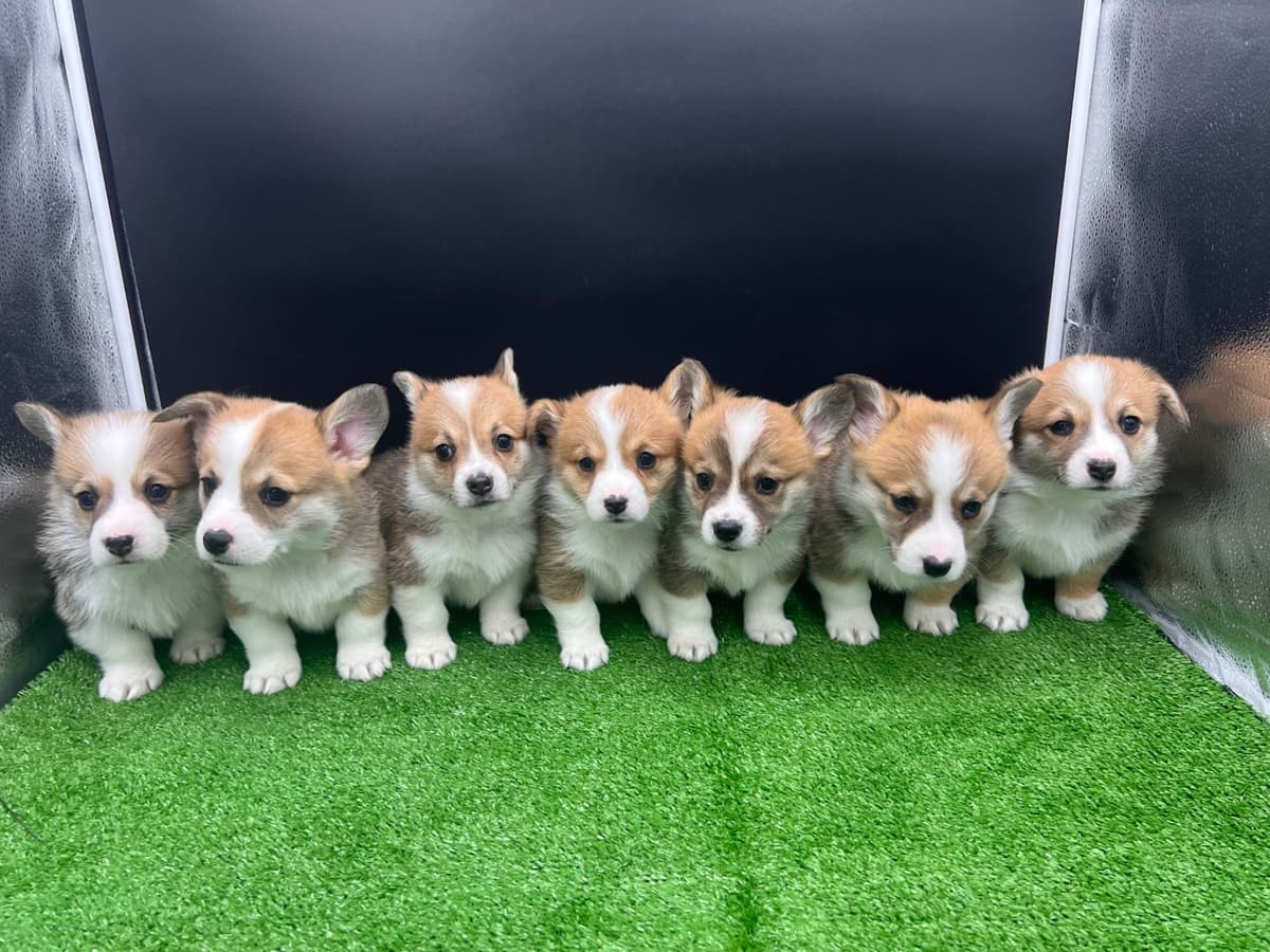 Pembroke Welsh Corgi Puppies breeder image 2