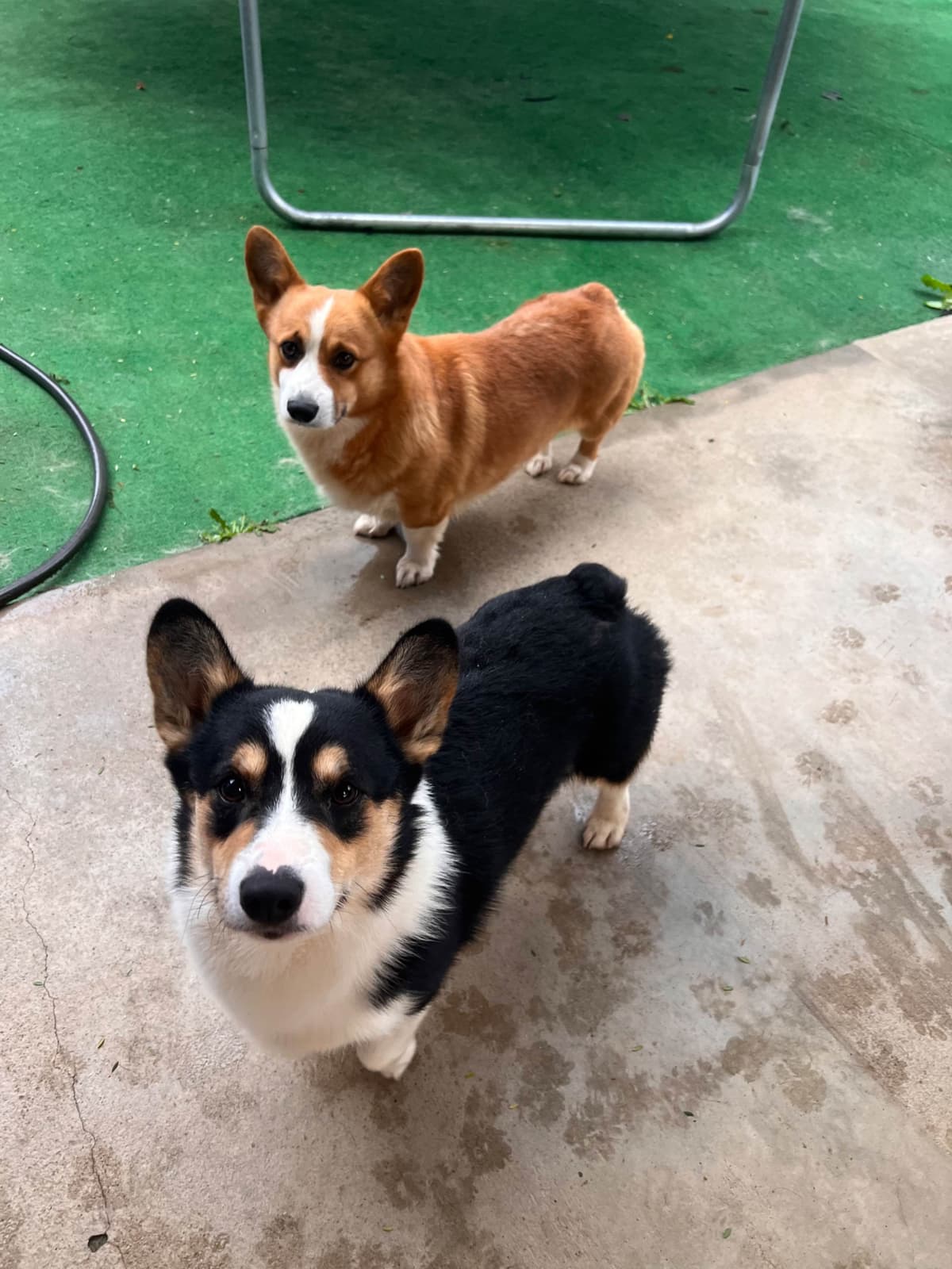 Pembroke Welsh Corgi Puppies breeder image 5
