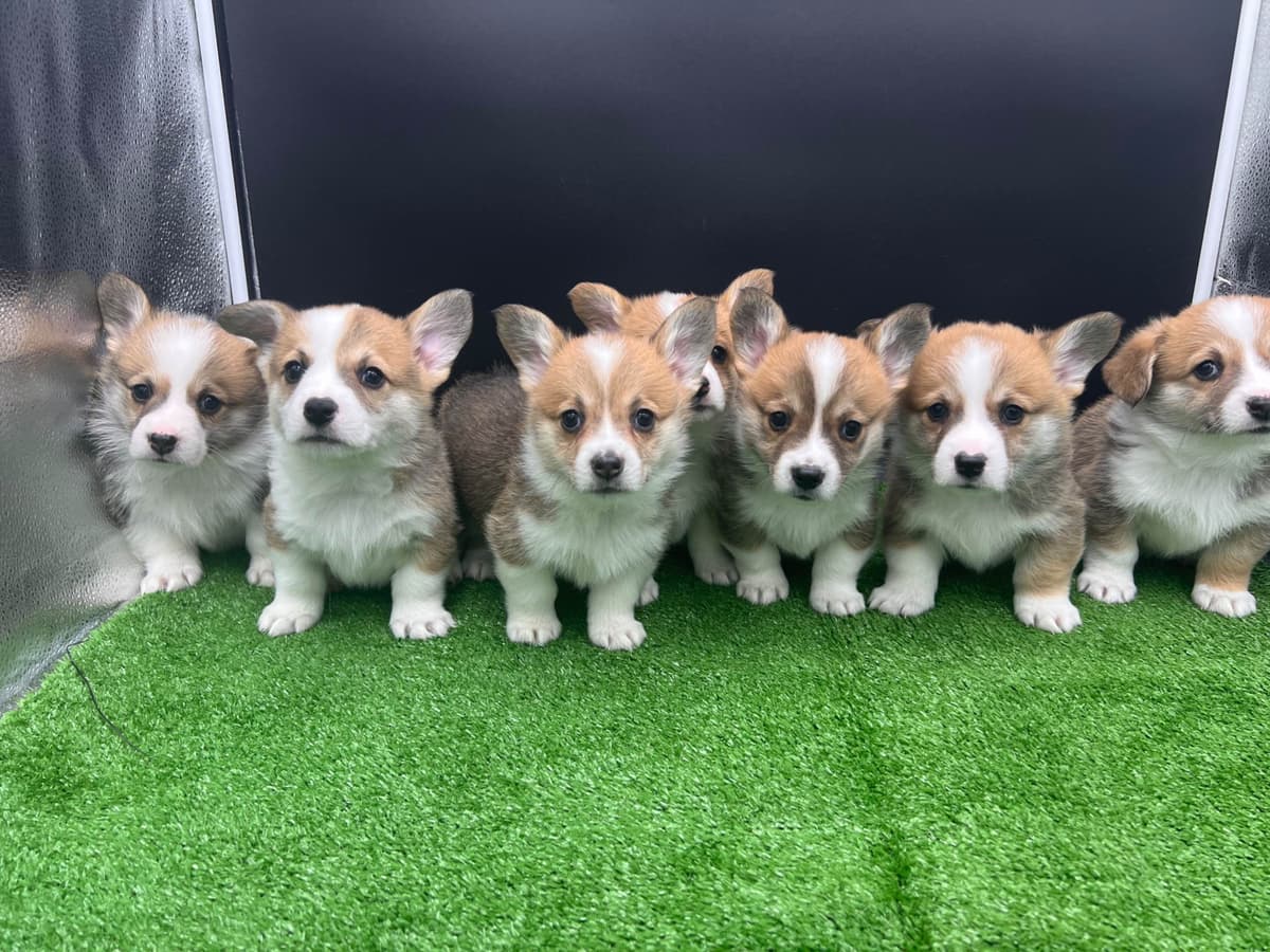 Pembroke Welsh Corgi Puppies breeder image 3