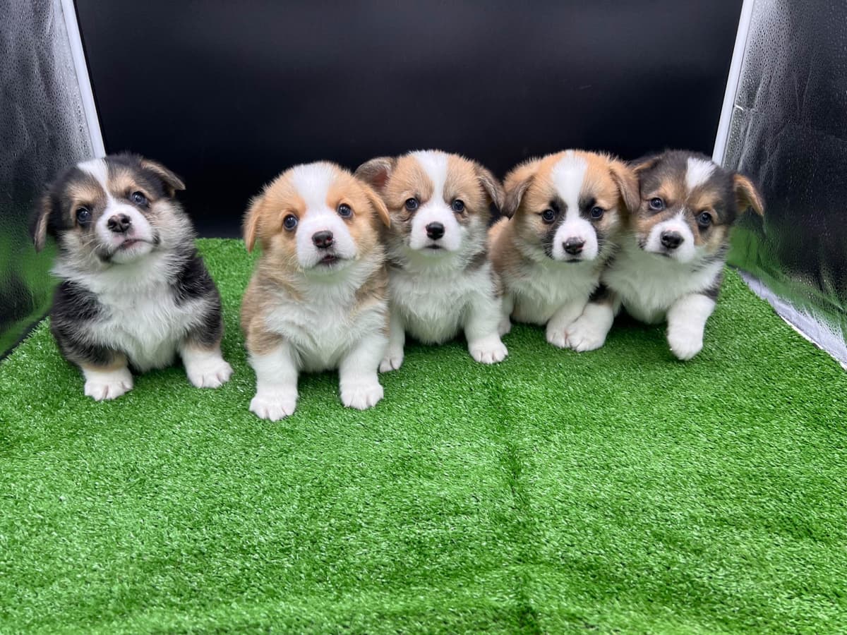 Pembroke Welsh Corgi Puppies breeder image 4