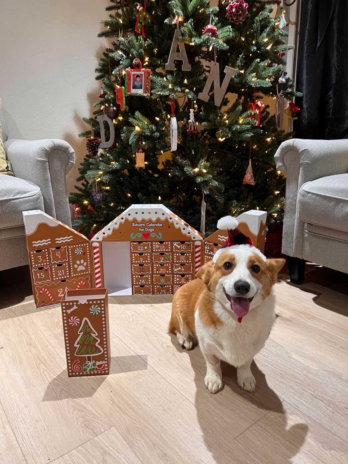 Pembroke Welsh Corgi Puppies breeder image 6
