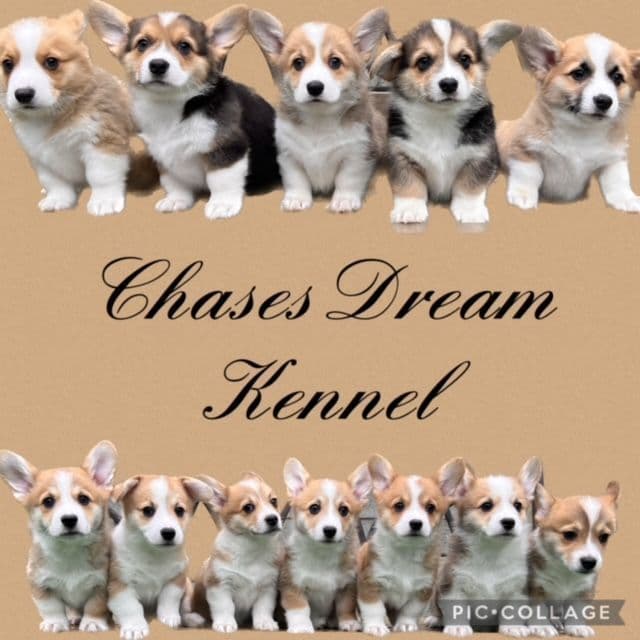Pembroke Welsh Corgi Puppies breeder image 1