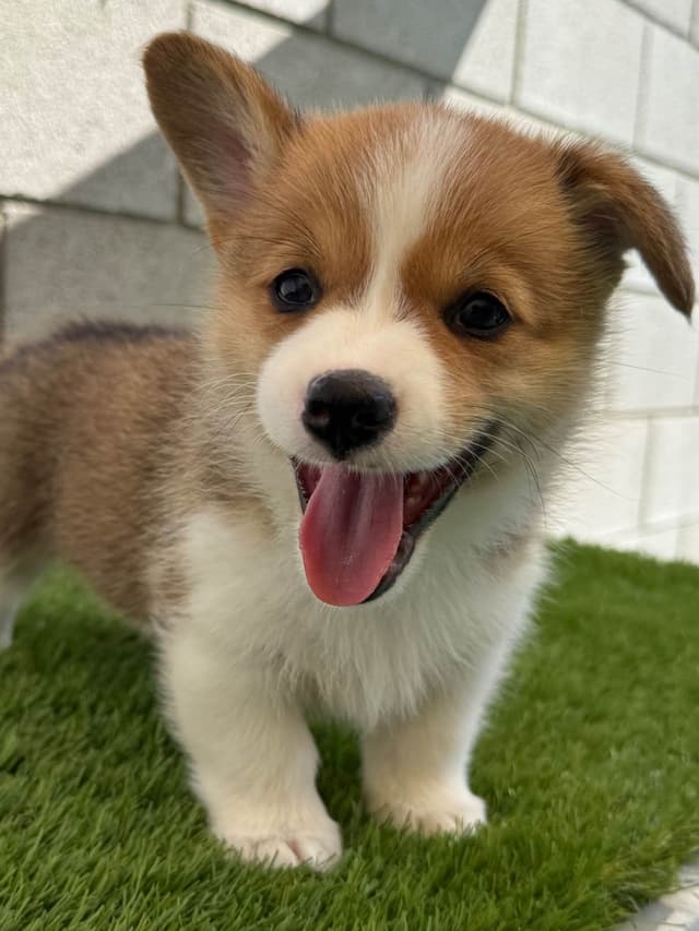 Pembroke Welsh Corgi Puppies media 3