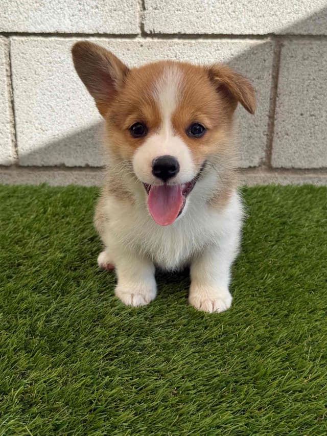 Pembroke Welsh Corgi Puppies media 2