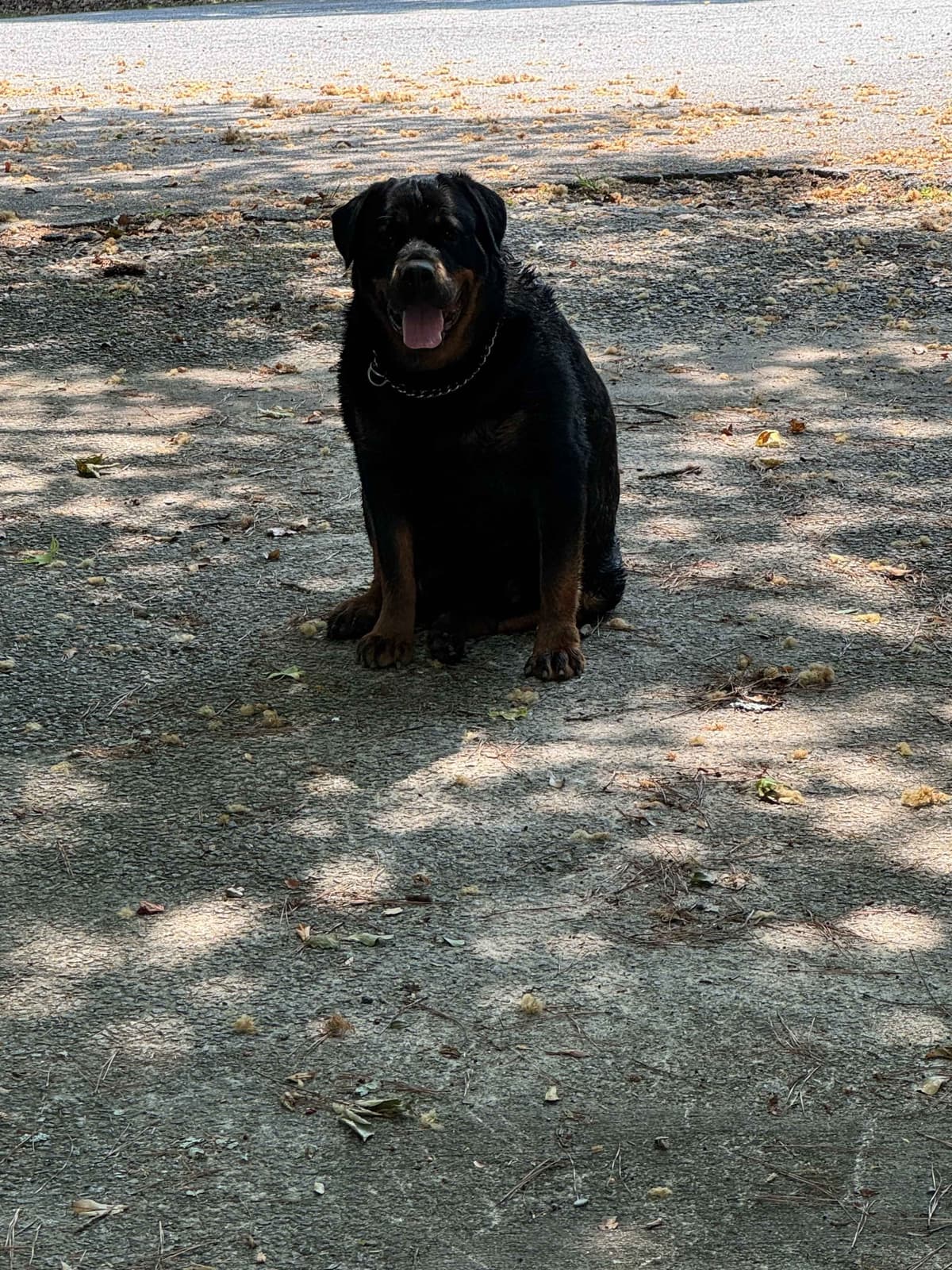 Rottweiler Puppies breeder image 1