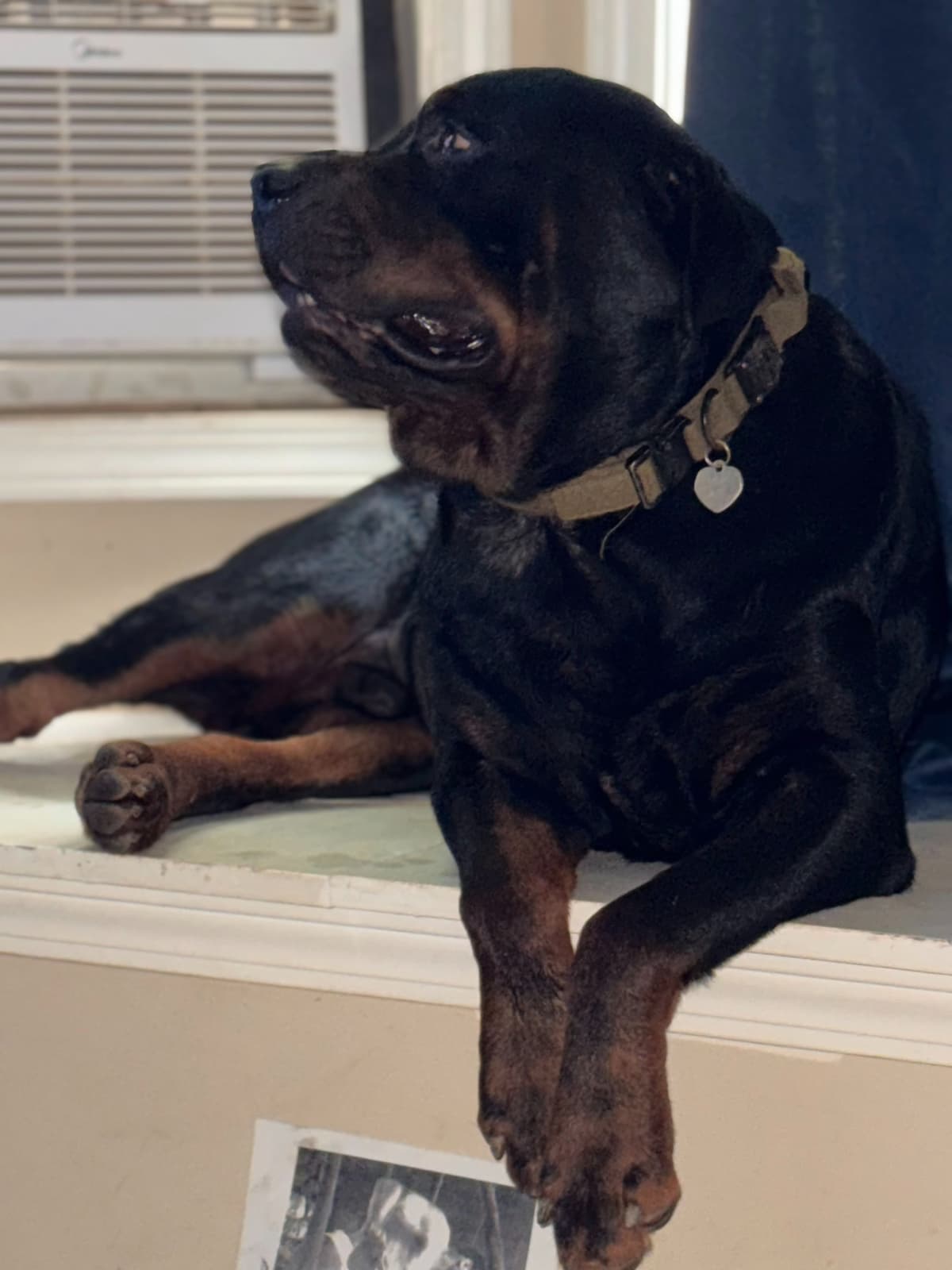 Rottweiler Puppies breeder image 2
